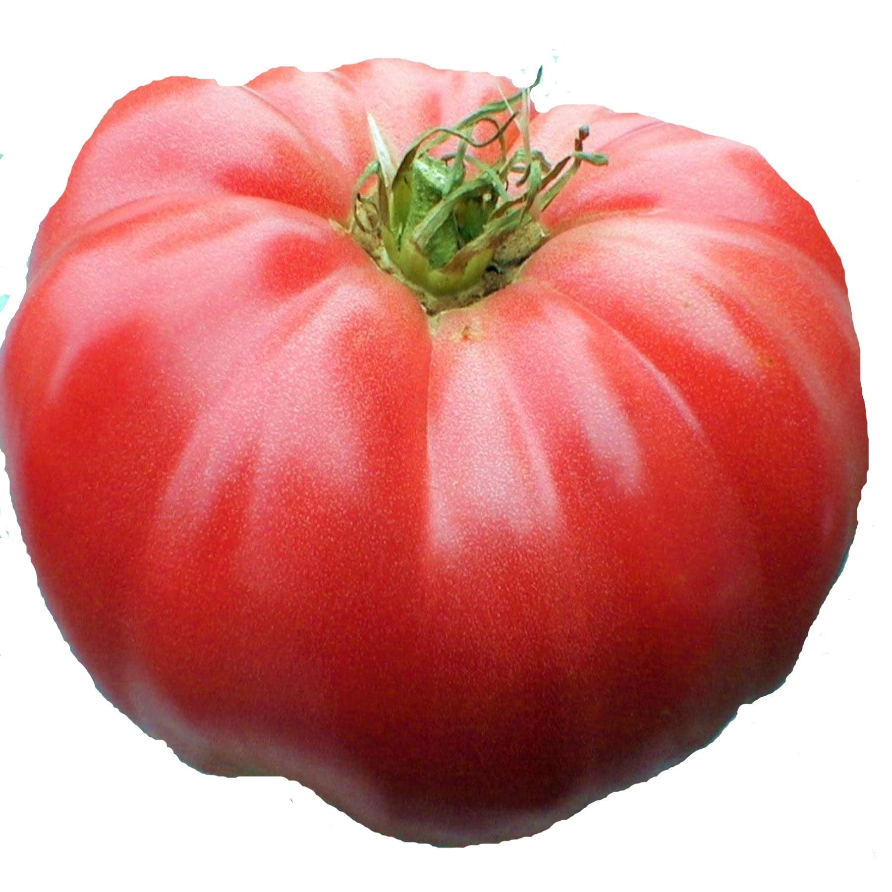 Watermelon Beefsteak Seeds for large, juicy, heirloom tomatoes with rich flavor, perfect for slicing, sandwiches, and home gardens.